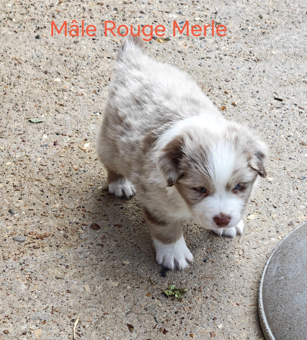 D'amour de la barbottiere - Chiots disponibles - Berger Australien