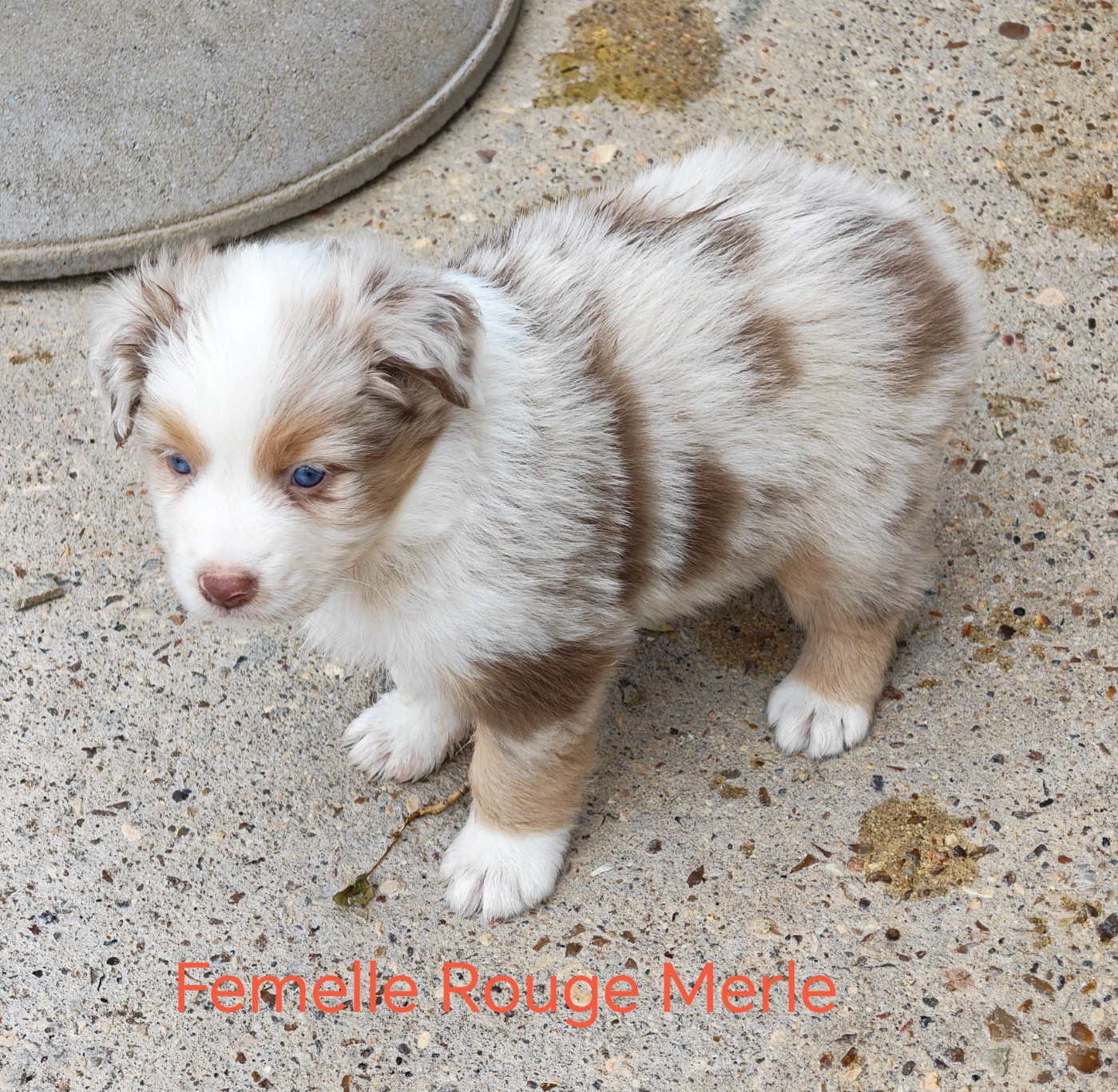 D'amour de la barbottiere - Chiots disponibles - Berger Australien