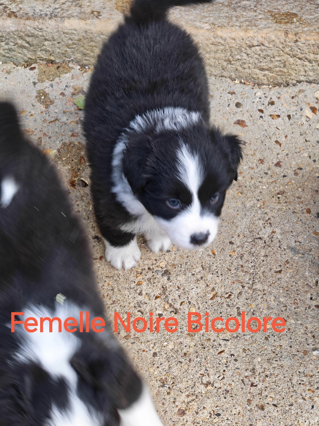 D'amour de la barbottiere - Chiots disponibles - Berger Australien