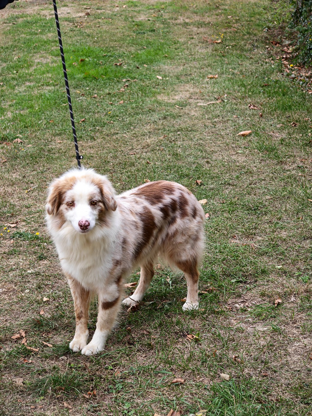 D'amour de la barbottiere - Chiots disponibles - Berger Australien