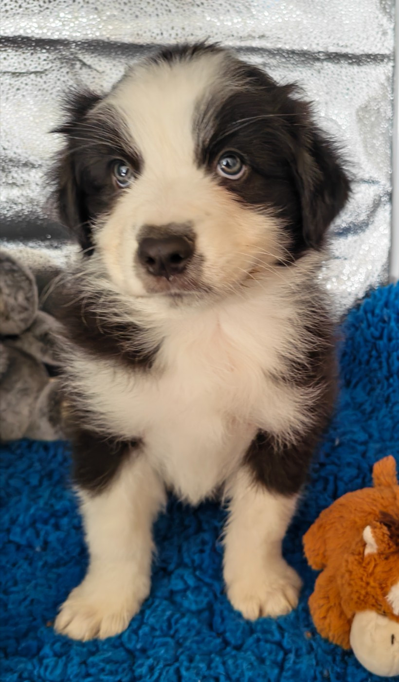 D'amour de la barbottiere - Chiots disponibles - Berger Australien