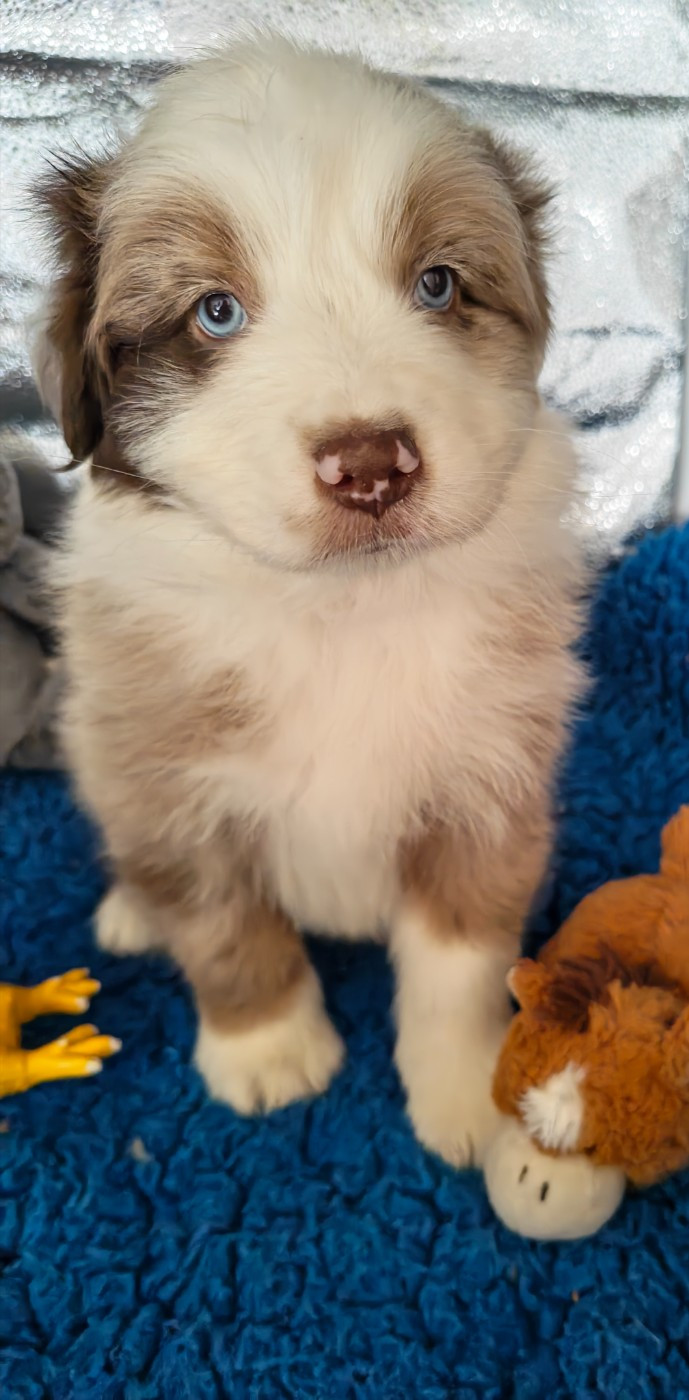 D'amour de la barbottiere - Chiots disponibles - Berger Australien