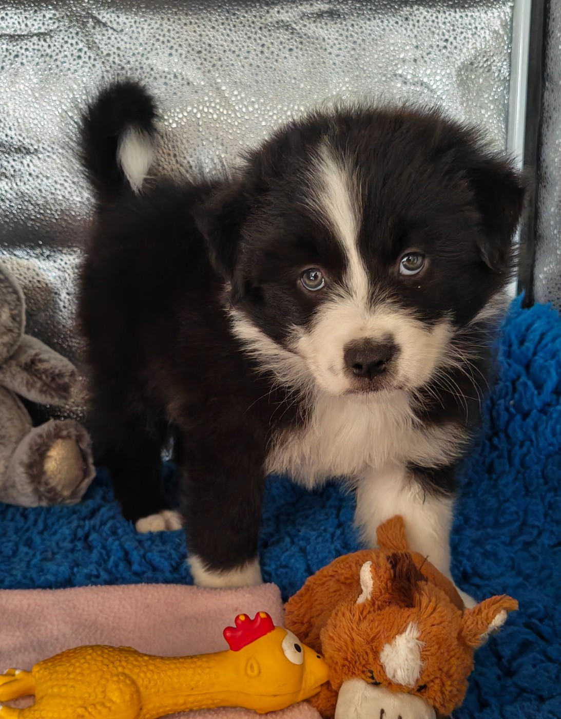 D'amour de la barbottiere - Chiots disponibles - Berger Australien
