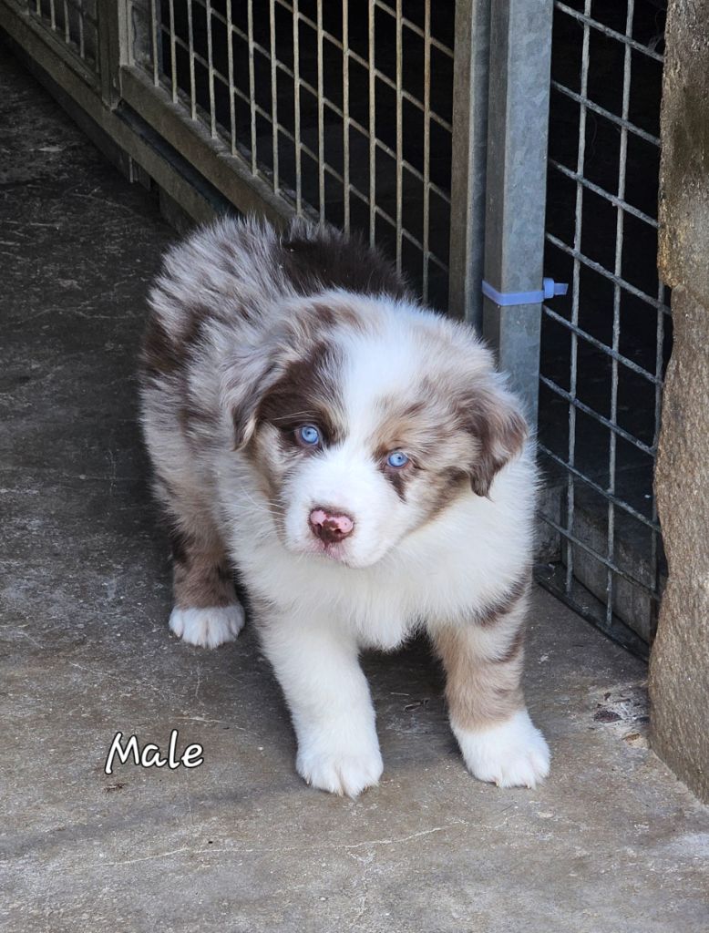 D'amour de la barbottiere - Chiots disponibles - Berger Australien