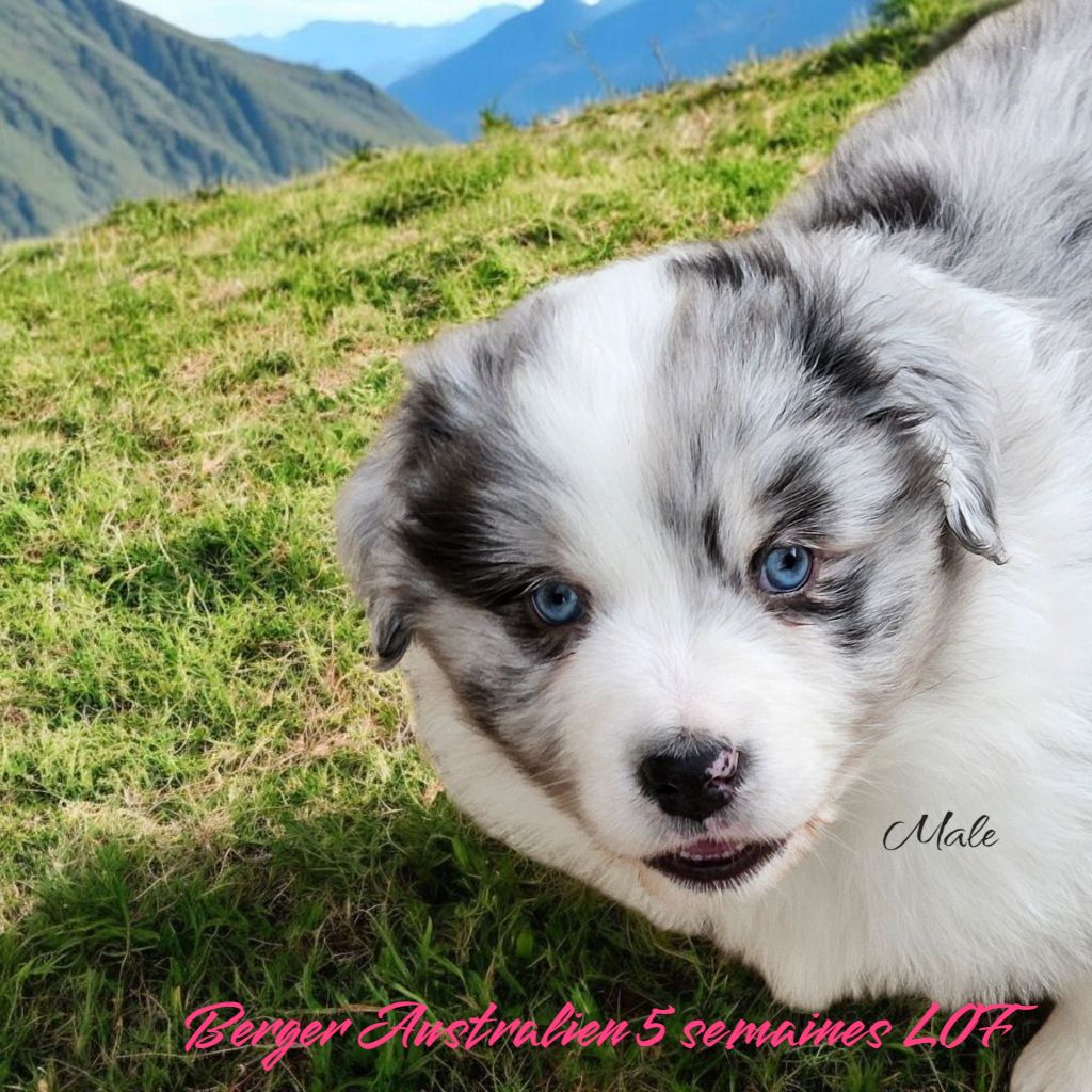 D'amour de la barbottiere - Chiots disponibles - Berger Australien