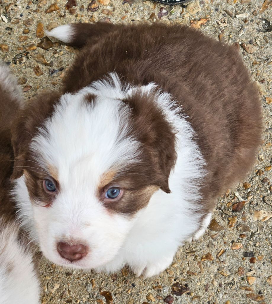 D'amour de la barbottiere - Chiots disponibles - Berger Australien