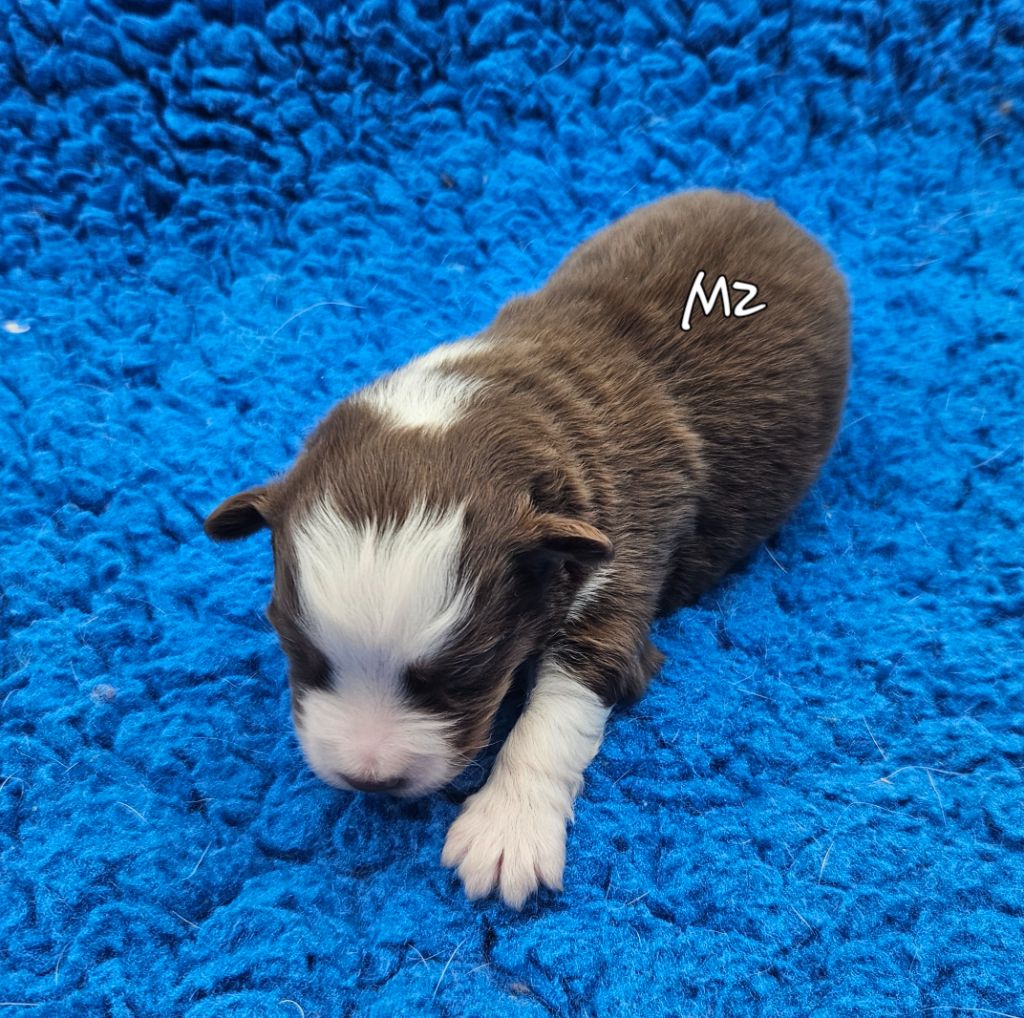 D'amour de la barbottiere - Chiots disponibles - Berger Américain Miniature 