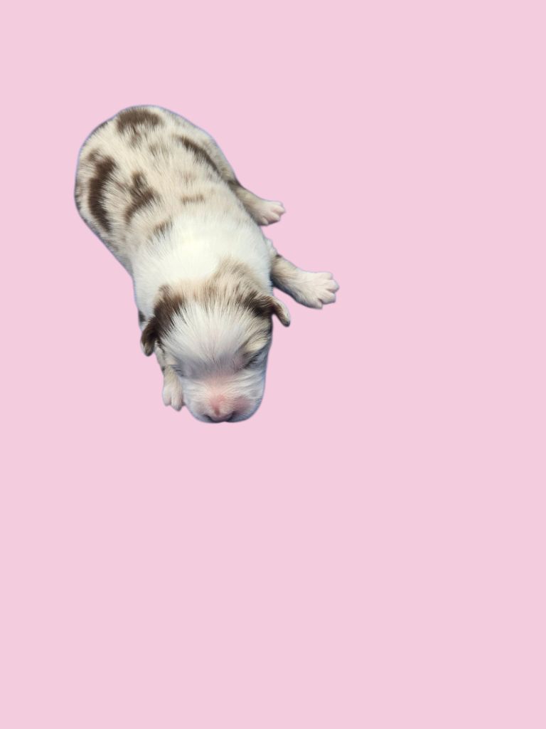 D'amour de la barbottiere - Chiots disponibles - Berger Australien