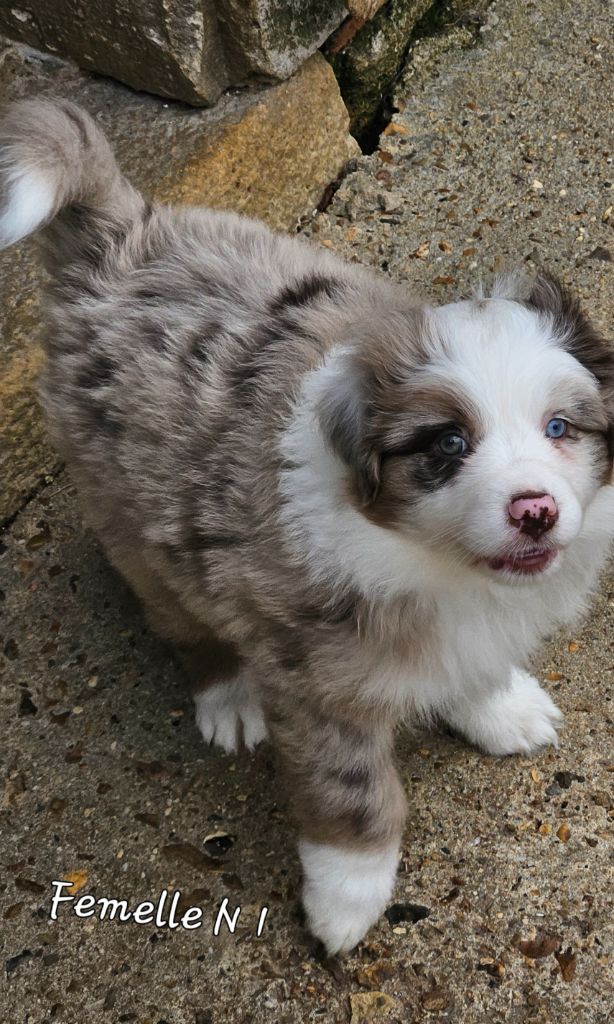 D'amour de la barbottiere - Chiots disponibles - Berger Australien