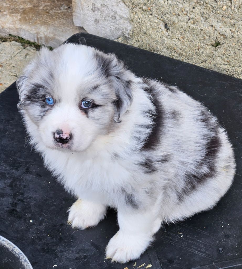 D'amour de la barbottiere - Chiots disponibles - Berger Australien