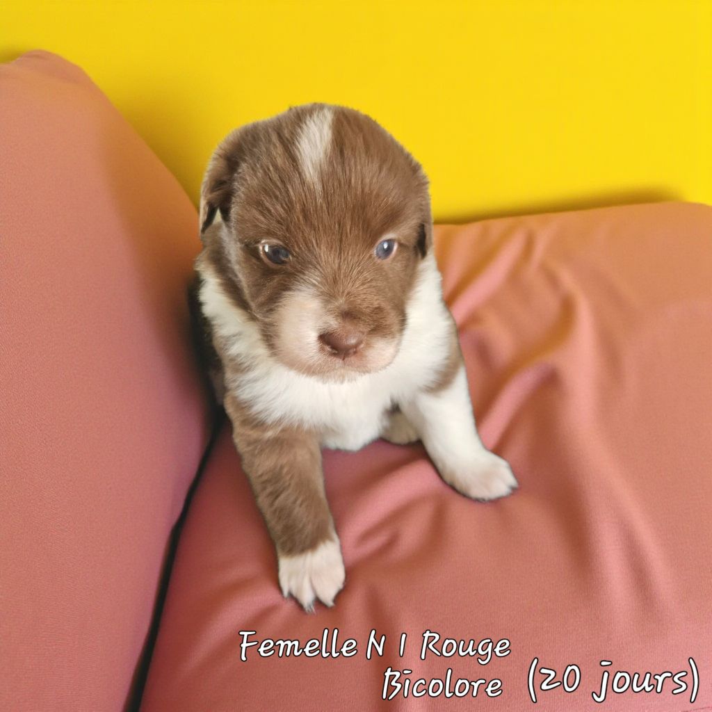 D'amour de la barbottiere - Chiots disponibles - Berger Australien