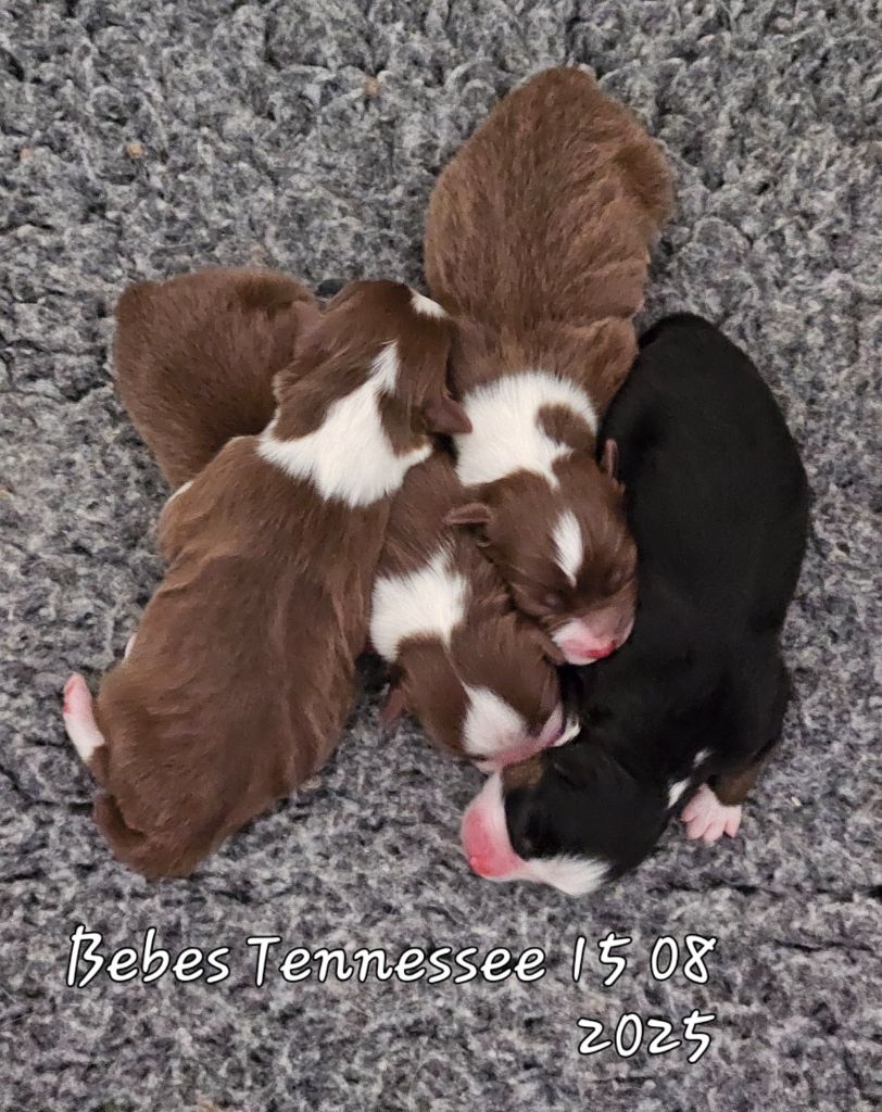 D'amour de la barbottiere - Chiots disponibles - Berger Australien