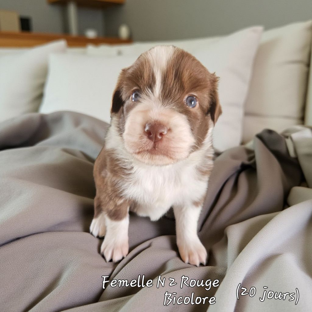 D'amour de la barbottiere - Chiots disponibles - Berger Australien