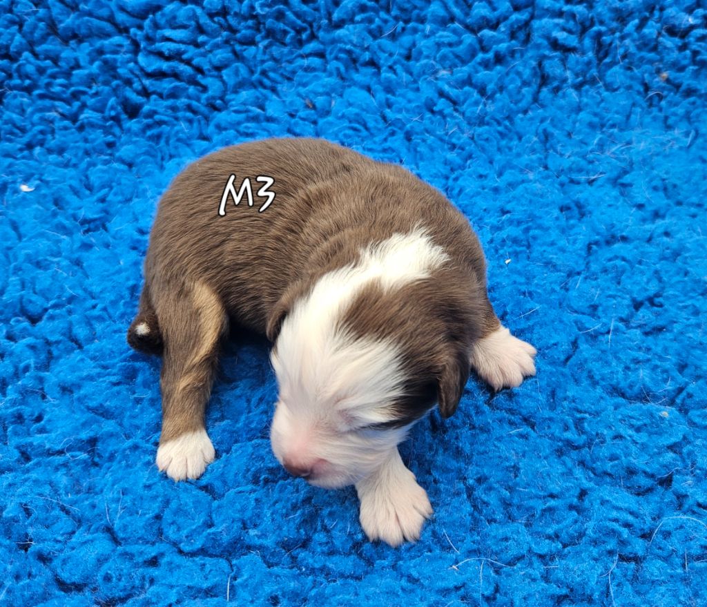 D'amour de la barbottiere - Chiots disponibles - Berger Américain Miniature 