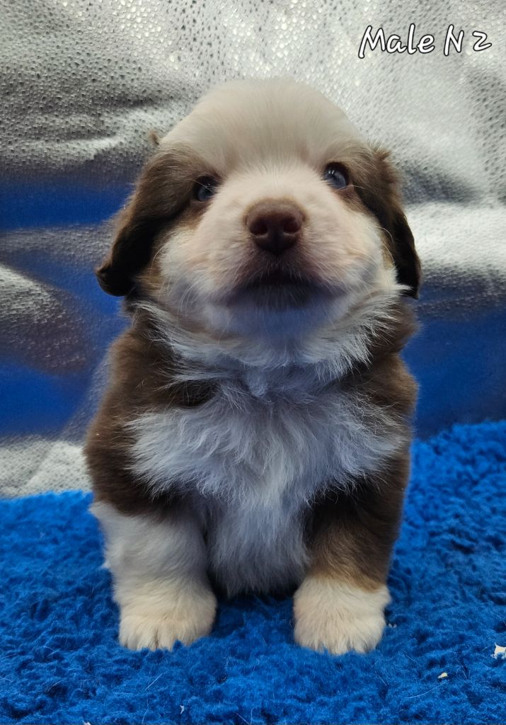 D'amour de la barbottiere - Chiots disponibles - Berger Américain Miniature 