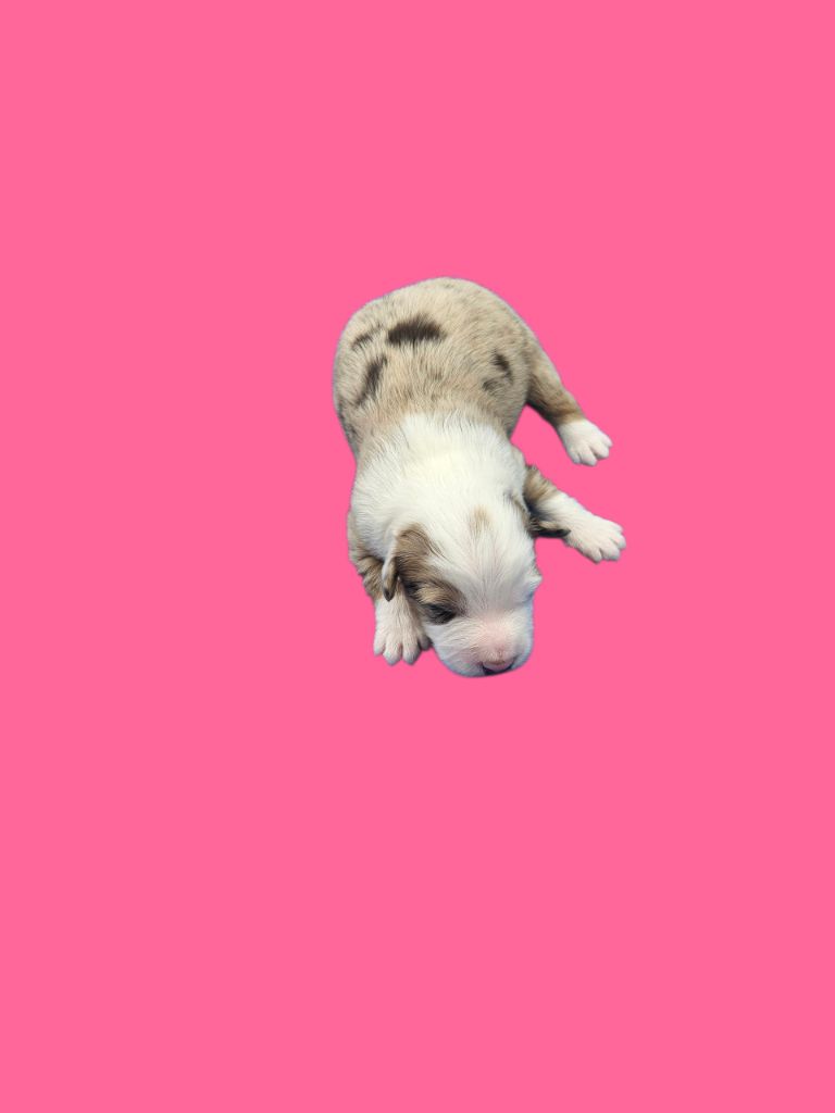 D'amour de la barbottiere - Chiots disponibles - Berger Australien
