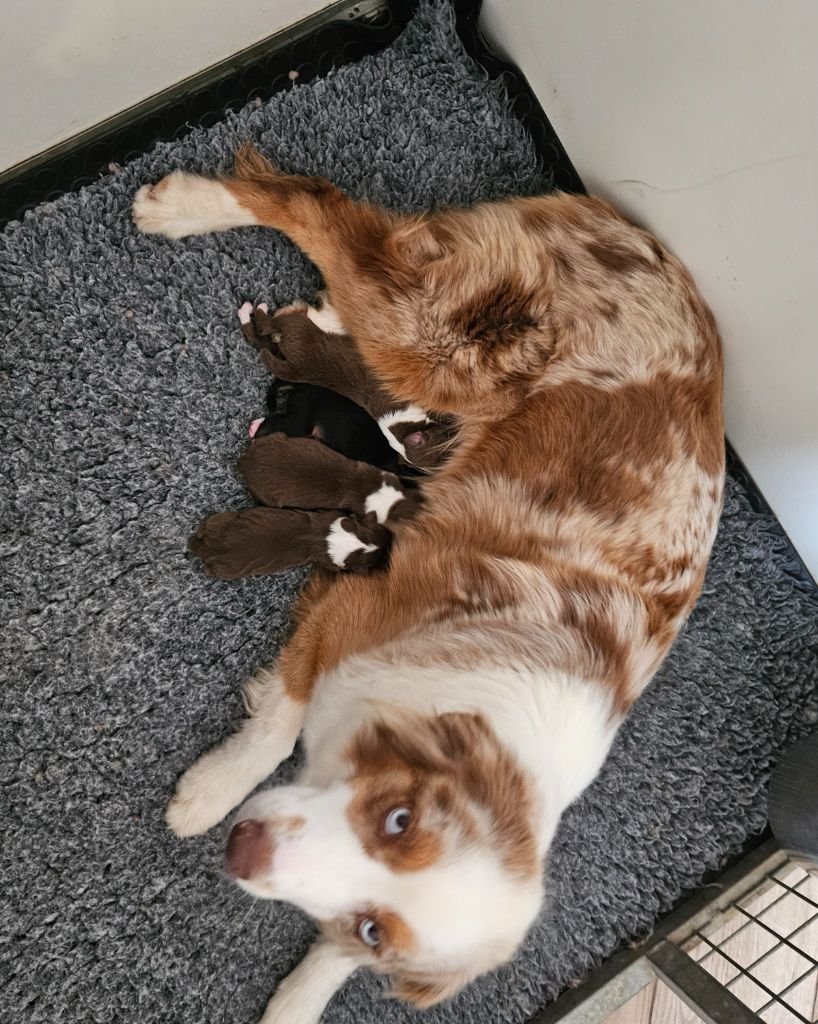 Chiot Berger Australien D'amour de la barbottiere