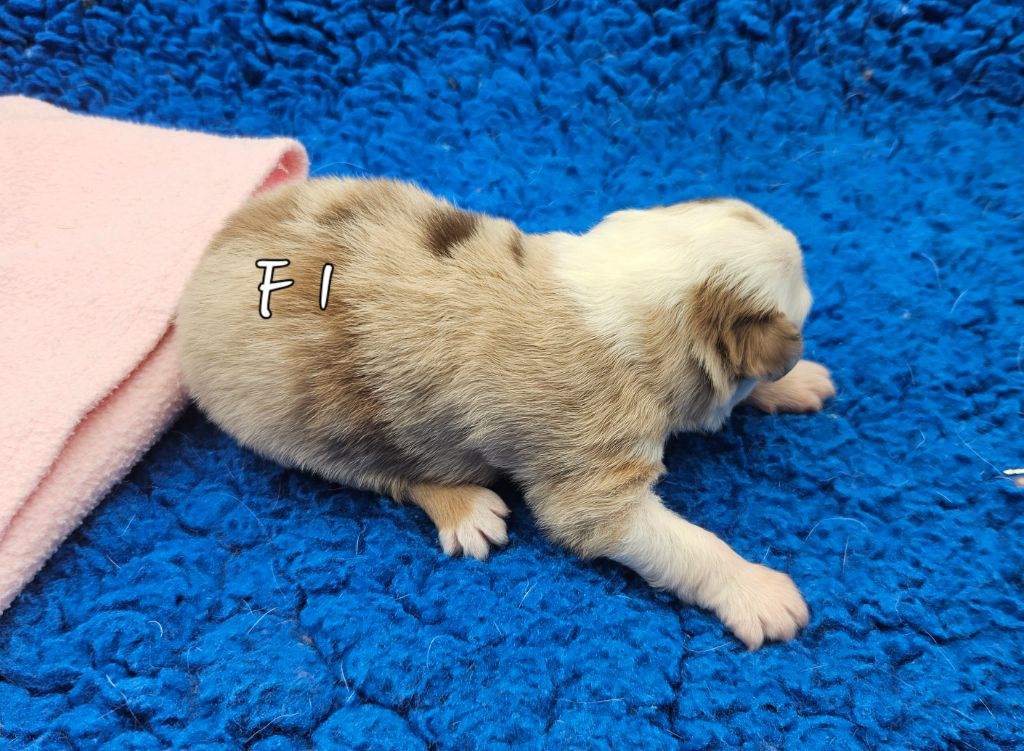 D'amour de la barbottiere - Chiots disponibles - Berger Américain Miniature 