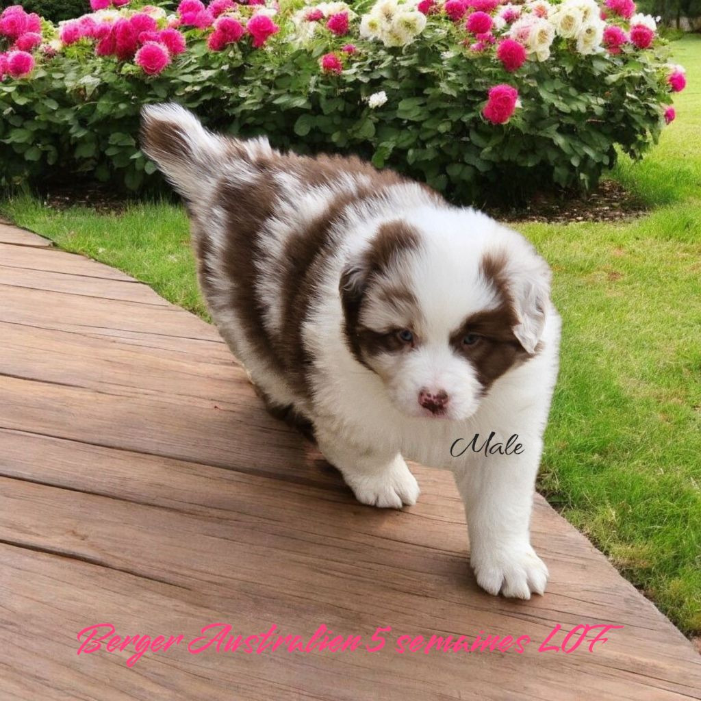 D'amour de la barbottiere - Chiots disponibles - Berger Australien