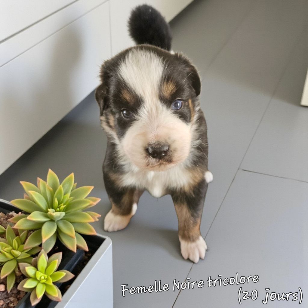 D'amour de la barbottiere - Chiots disponibles - Berger Australien