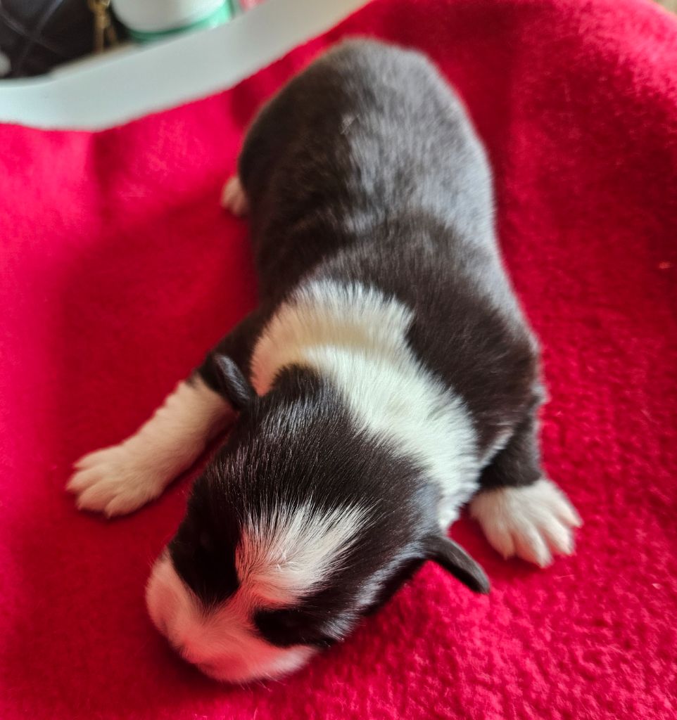 D'amour de la barbottiere - Chiots disponibles - Berger Australien
