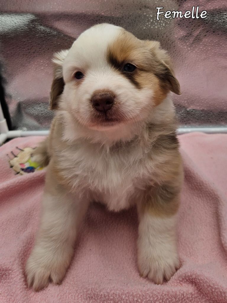 D'amour de la barbottiere - Chiots disponibles - Berger Américain Miniature 
